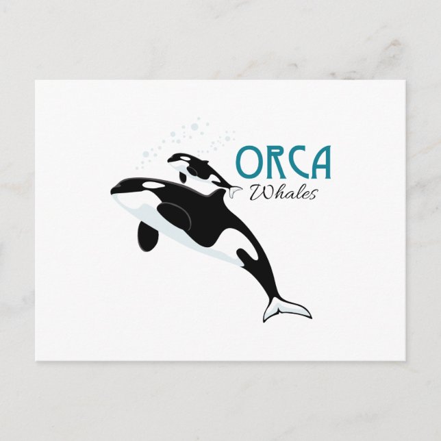 Carte Postale Orca Whales (Devant)