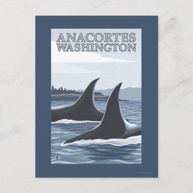 Carte Postale Orca Whales #1 - Anacortes, Washington (Devant)