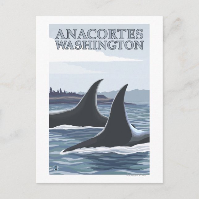 Carte Postale Orca Whales #1 - Anacortes, Washington (Devant)