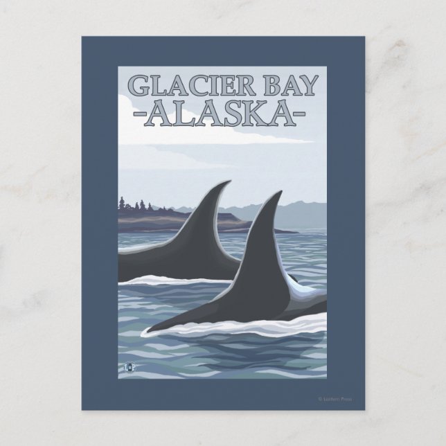Carte Postale Orca Whales #1 - Glacier Bay, Alaska (Devant)