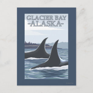 Carte Postale Orca Whales #1 - Glacier Bay, Alaska