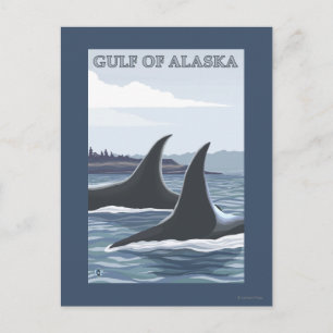 Carte Postale Orca Whales #1 - Golfe de l'Alaska