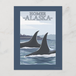 Carte Postale Orca Whales #1 - Homer, Alaska