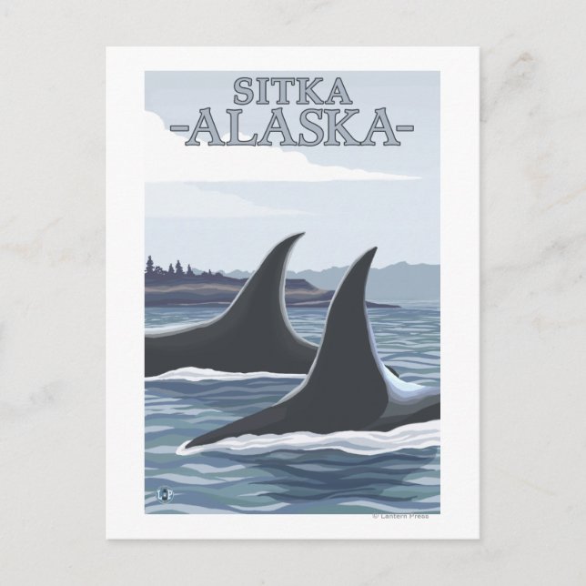 Carte Postale Orca Whales #1 - Sitka, Alaska (Devant)