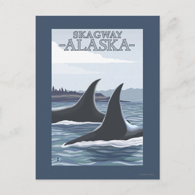 Carte Postale Orca Whales #1 - Skagway, Alaska (Devant)