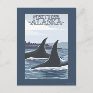 Carte Postale Orca Whales #1 - Whittier, Alaska