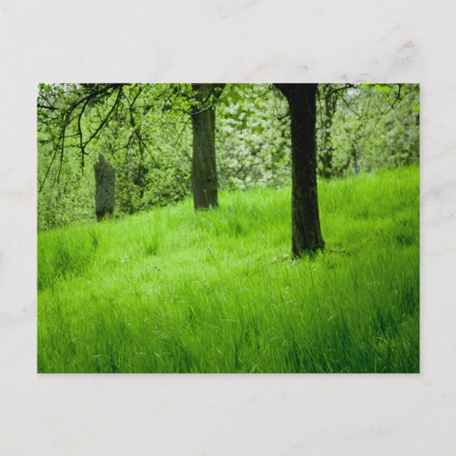 Carte postale Orchard (Devant)