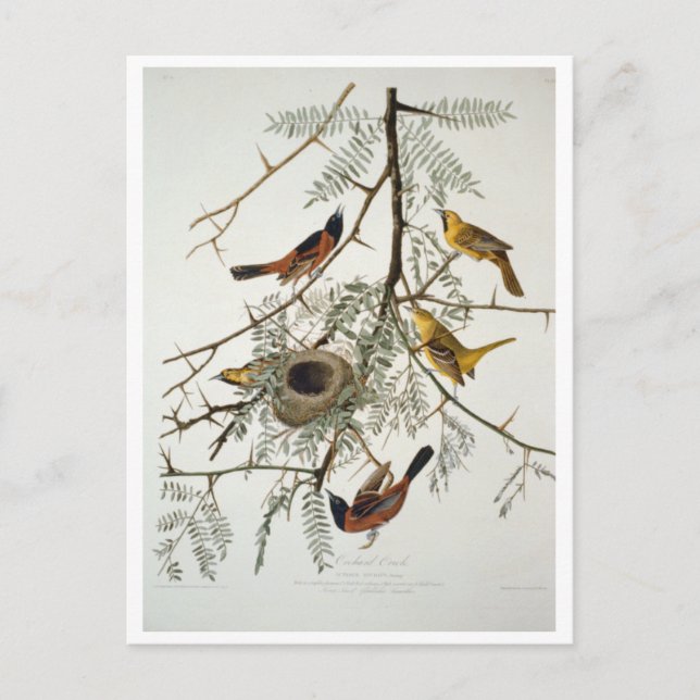 Carte Postale Orchard Oriole (Devant)
