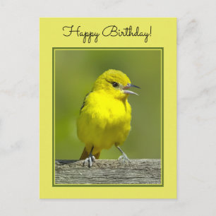 Carte Postale Orchard Oriole - Photo originale
