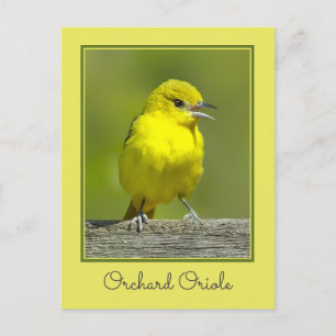 Carte Postale Orchard Oriole - Photo originale
