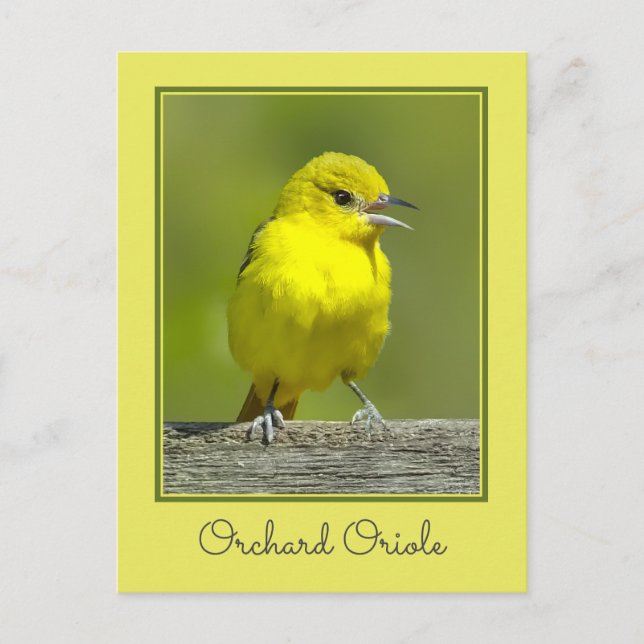 Carte Postale Orchard Oriole - Photo originale (Devant)