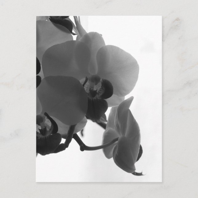 Carte Postale Orchid (Devant)