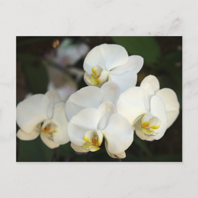 Carte Postale Orchid Bunch (Devant)