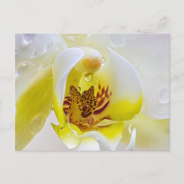Carte Postale Orchid Dew (Devant)