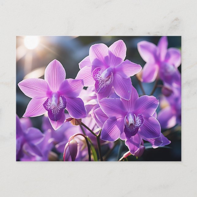 CARTE POSTALE ORCHID D'ORCHIDE DE LA DOMINICA (Devant)