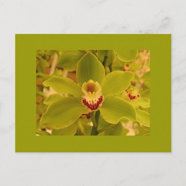Carte Postale Orchid Green Cymbidium (Devant)