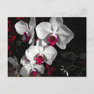 Carte Postale Orchid Queen