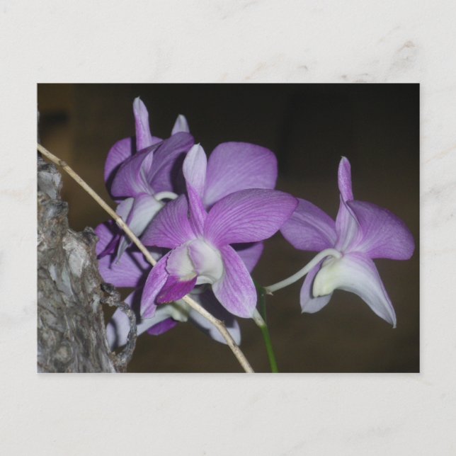 Carte Postale Orchid thaïlandais (Devant)
