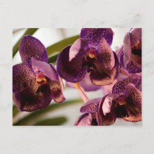 Carte Postale Orchid Vanda Pure's Wax Flower Group