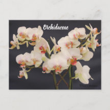 Orchidaceae, orquide,