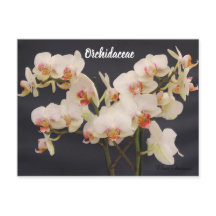 Orchidaceae, orquide,