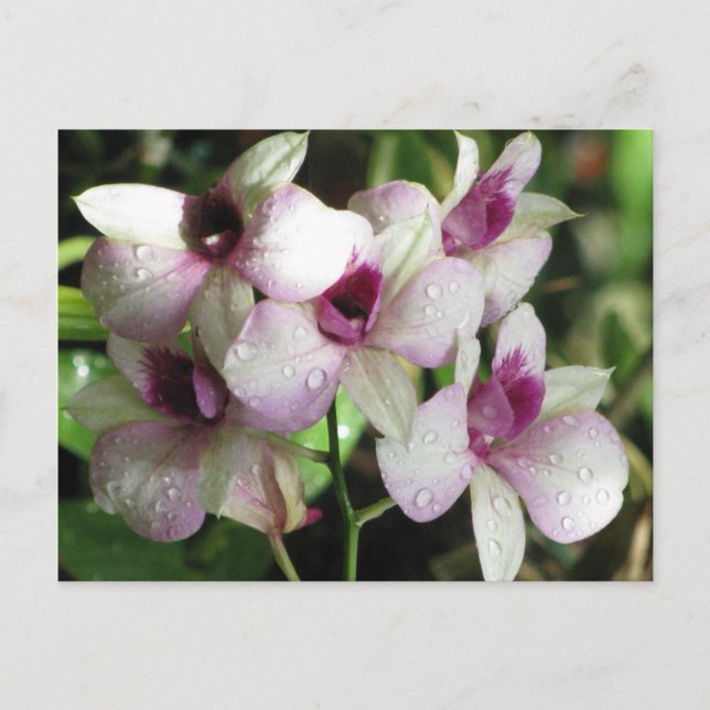 Carte postale Orchideas, personnaliser (Devant)