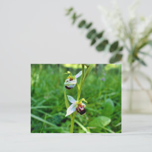 Carte Postale Orchidée