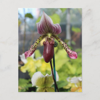Carte postale orchidée