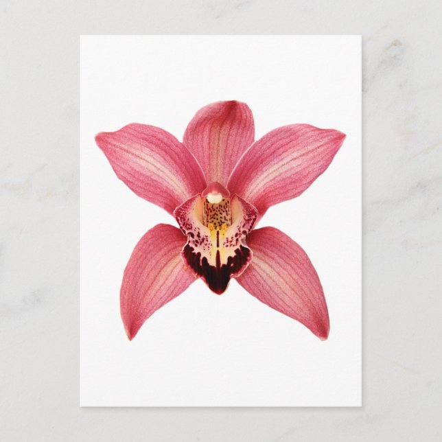 Carte postale orchidée (Devant)