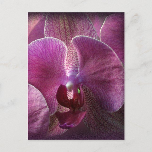 Carte Postale Orchidée (Devant)