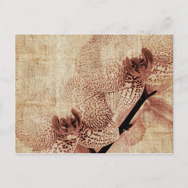 carte postale orchidée (Devant)