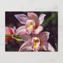 Carte postale orchidée
