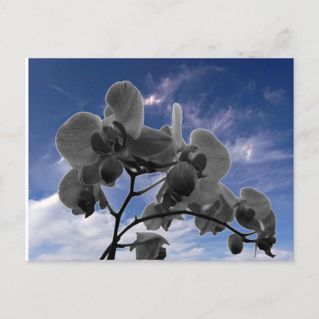 Carte Postale Orchidée (Devant)