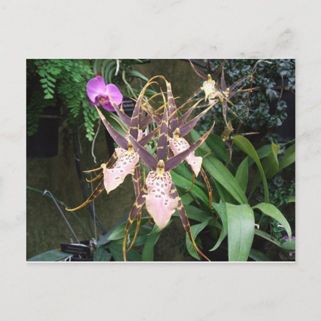 Carte Postale Orchidée (Devant)