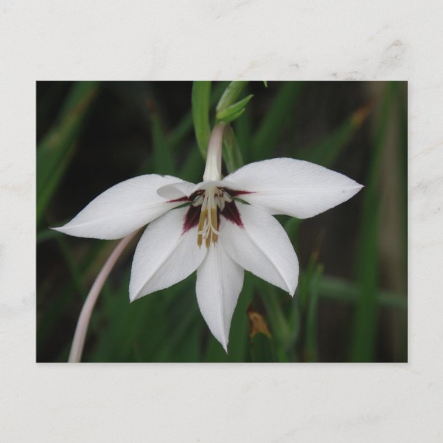 Carte postale orchidée (Devant)