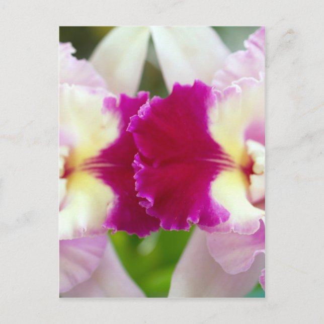 Carte Postale Orchidée (Devant)