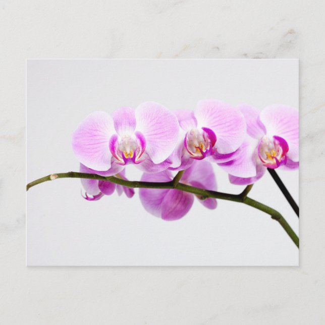 Carte Postale orchidée (Devant)
