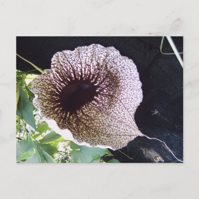 Carte Postale Orchidée (Devant)