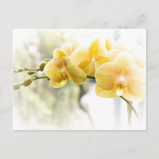 Carte Postale Orchidée à papillon jaune sous le soleil (Devant)