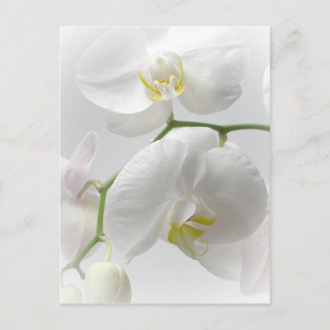 Carte Postale Orchidée blanche (Devant)