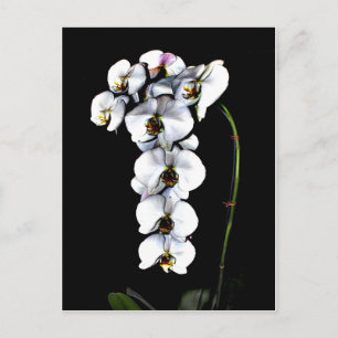 Carte Postale Orchidée blanche