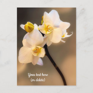 Carte postale orchidée blanche