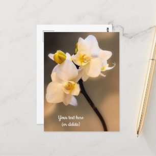 Carte postale orchidée blanche