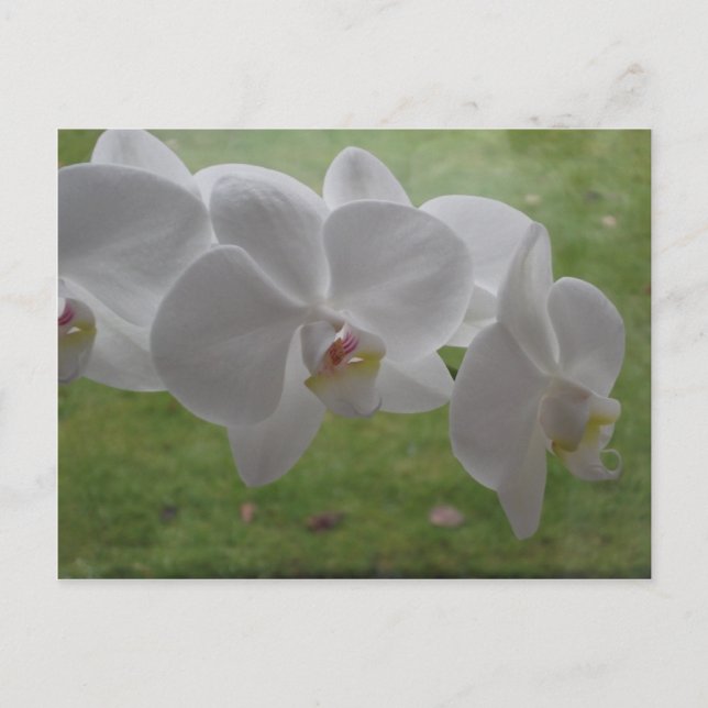 Carte postale Orchidée blanche (Devant)