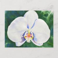 Orchidée blanche