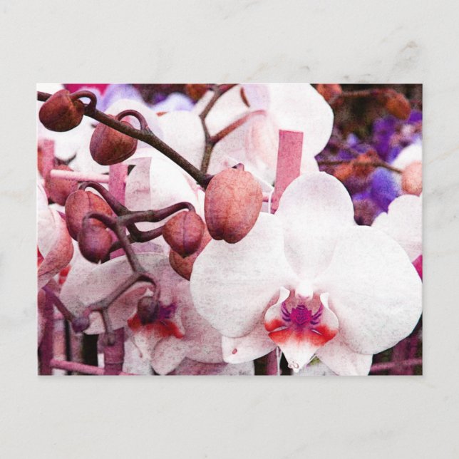 carte postale orchidée blanche (Devant)