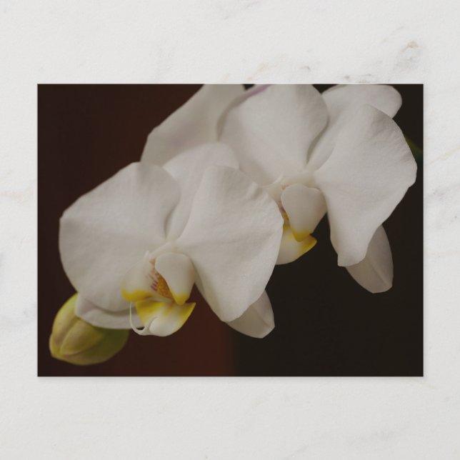 Carte postale Orchidée Blanche (Devant)