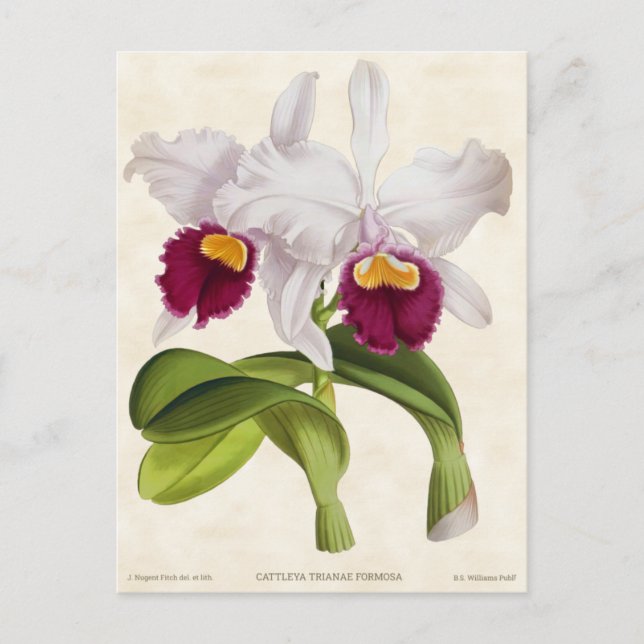 Carte Postale Orchidée blanche Cattleya Vintage Botanique (Devant)