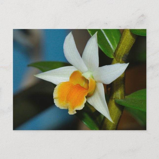 Carte postale Orchidée blanche et pêche (Devant)