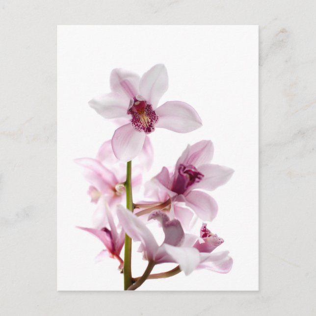 Carte Postale Orchidée blanche et rose (Devant)